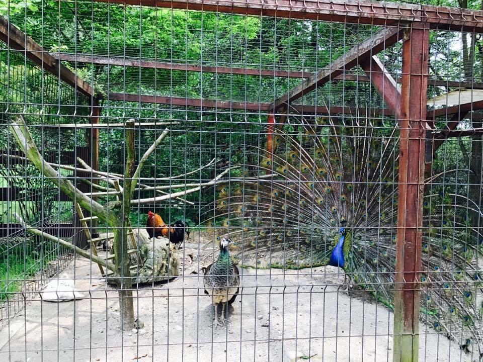 Pension Casa Vanatorilor Băile Olăneşti المظهر الخارجي الصورة